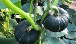 网红小雨吃瓜,揭秘娱乐圈幕后真相